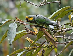 Ognorhynchus icterotis