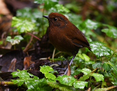 Grallaria alvarezi