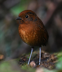 Grallaria alvarezi