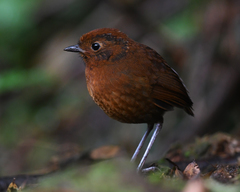 Grallaria alvarezi