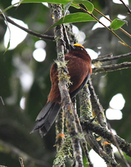 Catamblyrhynchus diadema