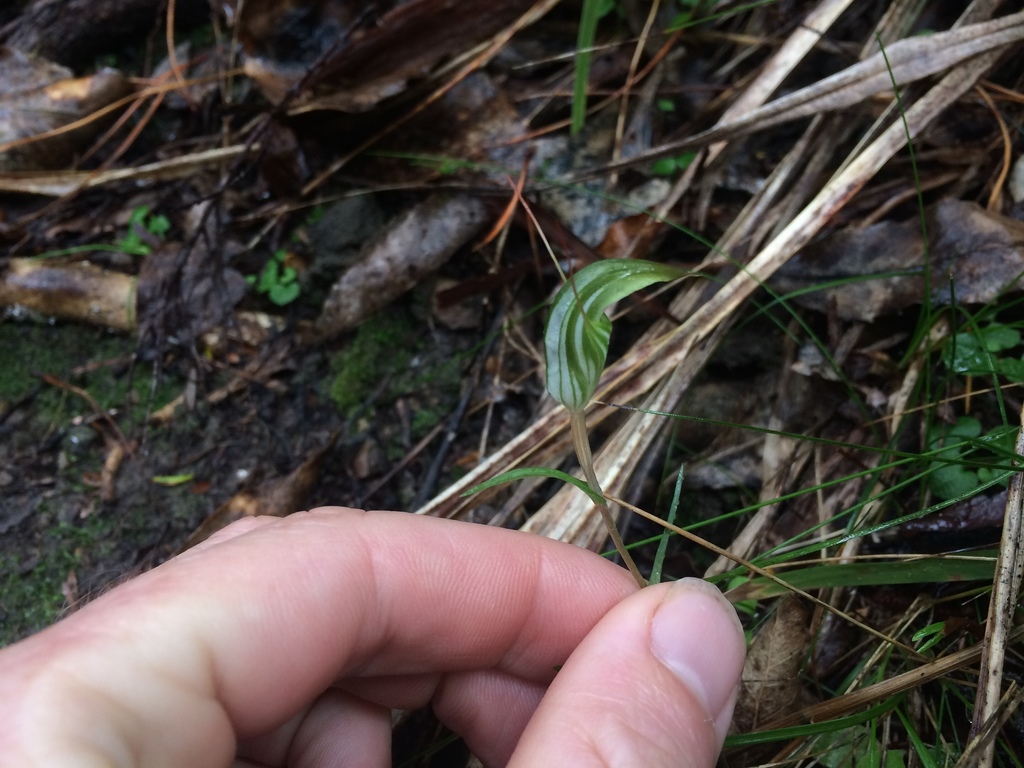 Pterostylis alobula