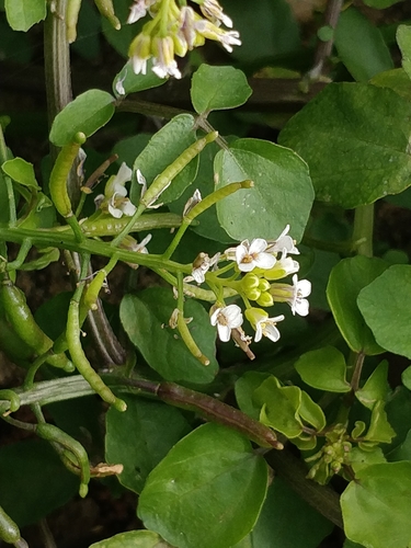 Nasturtium X sterile