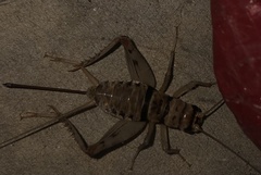 Gryllodes sigillatus