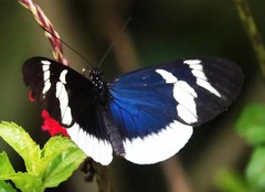 Heliconius eleuchia eleuchia