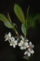 Prunus susquehanae