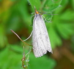 Thisanotia chrysonuchella