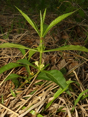 Triosteum angustifolium