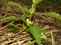 Triosteum angustifolium