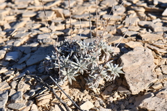 Eriogonum havardii