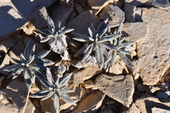 Eriogonum havardii