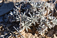 Eriogonum havardii