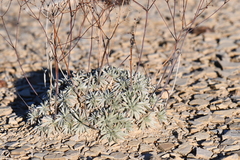 Eriogonum havardii