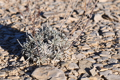 Eriogonum havardii