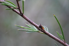 Acanthuchus trispinifer