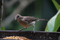 Turdus ignobilis