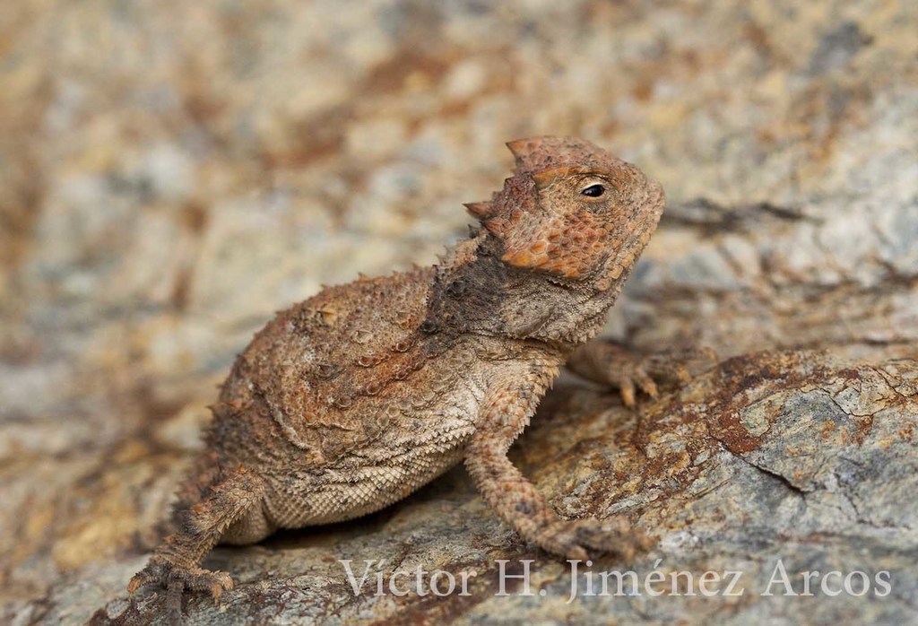 Guerreran horned lizard