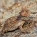Guerreran Horned Lizard - Photo (c) victor_jimenez_arcos, some rights reserved (CC BY-NC-ND), uploaded by victor_jimenez_arcos