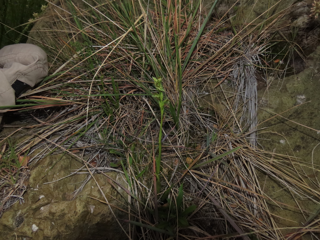 Habenaria pumila