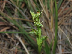 Habenaria pumila