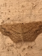 Scopula compensata
