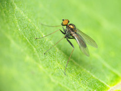 Chrysotus spectabilis