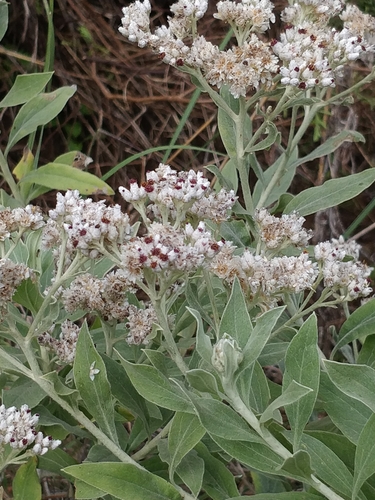 Helichrysum melaleucum