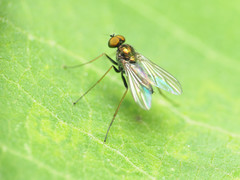 Chrysotus spectabilis