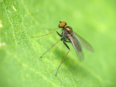 Chrysotus spectabilis