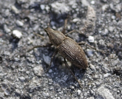 Tanymecus lacaena