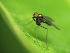 Chrysotus spectabilis