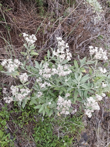 Helichrysum melaleucum