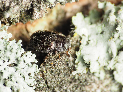 Cephaloscymnus zimmermanni photographed in Maryland