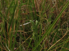 Habenaria pumila