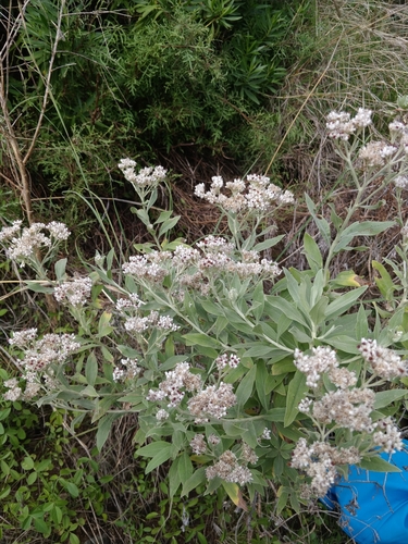 Helichrysum melaleucum