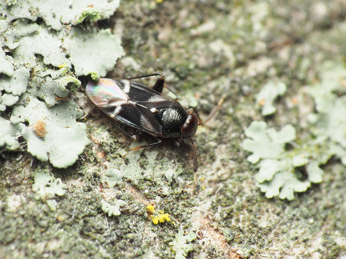 Lidopus heidemanni