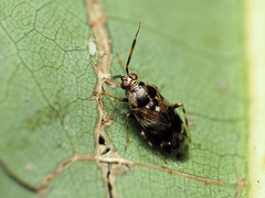 Deraeocoris nebulosus