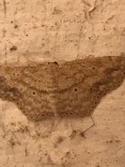 Scopula compensata