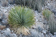 Yucca rostrata