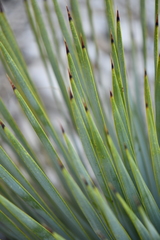 Yucca rostrata