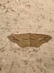 Scopula compensata