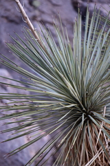 Yucca rostrata