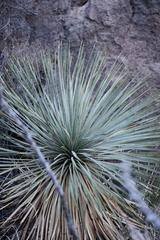 Yucca rostrata