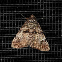 Metria amella