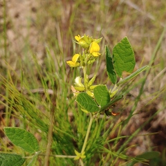 Rhynchosia tomentosa