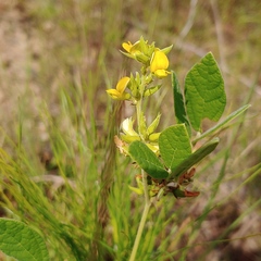 Rhynchosia tomentosa