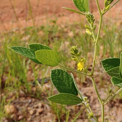 Rhynchosia tomentosa