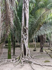 Ficus dendrocida