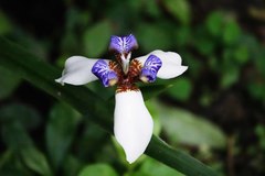 Trimezia