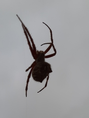 Backobourkia brouni